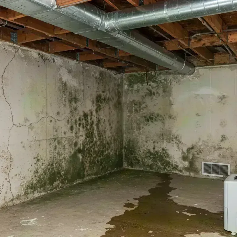 Professional Mold Removal in City of Norfolk, VA